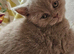FULL BRITISH SHORTHAIR KITTENS AVAILABLE