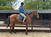 Quality classy and kind - TB Mare