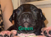 Staffordshire bull terrior puppys