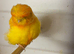 Norwich canaries