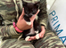 Kittens ready looking for forever home