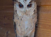 Pair of Indian Scops Owl