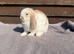 Mini lops