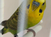 OPALINE BLACKWING COCK RING NUMBER 2 BLACK RING 2925 BRED