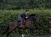 Handsome. gelding