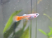 Male and female guppys for sale