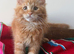 Fife registered, red silver Maine coon kittens
