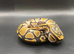 Het clown het pied ball python hatching (1)