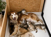 Pedigree pure Malamute Puppies