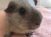 Lovely Tweed Boar looking for a home