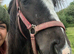 Cob colt