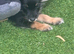 Yorkie poo pup