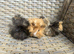 Handsome long haired baby guinea pigs.