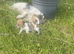 Jack Russell Cross Minny Yorkshire