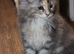 TICA reg Maine Coons - Ready to leave