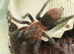 Peruvian green velvet spider for sale