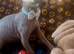 Grey sphynx boys
