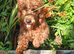 Miniature Poodle.