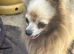 Male creme longfur chihuahua