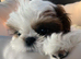 Loving Shih Tzu Looking for a Forever Home️️
