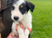 Sheepdog puppies