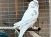 Cute Budgies
