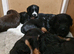 Last Cockapoo Puppy Remaining - Ready Now - Reduced to &pound;600