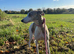 Gorgeous Female Whippet