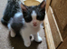 Playful kittens for sale
