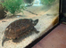 X3 YOUNG TURTLES & SET UP