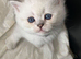 WHITE SCOTTISH FOLD KITTENS