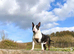 Beautiful English Bull Terrier Puppies