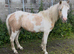 Very pretty coloured filly