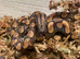 Brazilian Rainbow Boa at Birmingham Reptiles
