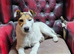 Jack Russell for stud