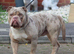 Olde English Bulldogs now