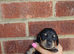5 stunning miniature dachshunds puppies