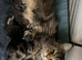 Maine coon female active
