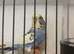 2026 Budgies early to late bred