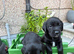 Springador puppies