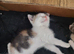 A pair of stunning kittens, must stay together