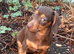 Female daxie 9weeks old
