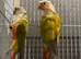 Bonded Breeding pair