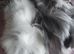 Funky fluffy baby guineapigs