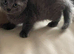 Ready now British Shorthair kittens