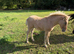 Yellow Dun Colt