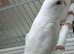 Budgies