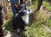 Cats for sale