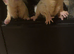 Sugar glider pair.