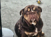 Stunning 14 month old british bull dog